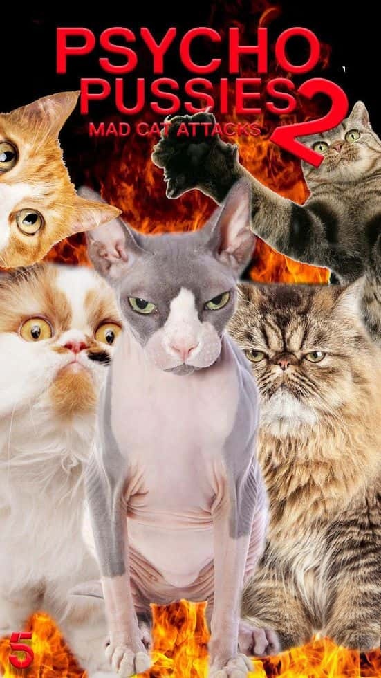 英国纪录片《神经质猫咪 2：疯猫来袭 Psycho Pussies 2: Mad Cat Attacks 2020》英语中英双字 无水印纯净版 1080P/MKV/1.92G 神经质猫咪插图