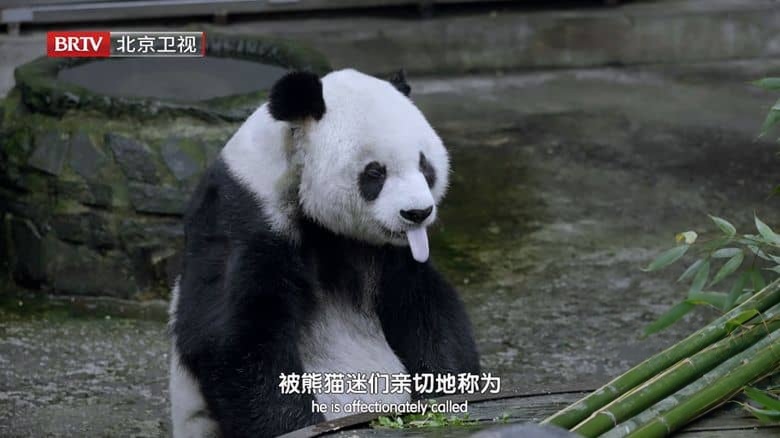 国产纪录片《熊猫奇遇记 2024》全6集 英语中英双字 4K超清/2160P/MP4/11G 大熊猫的诞生与成长插图4