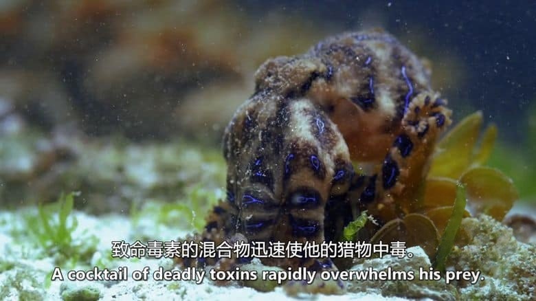 国家地理《澳大利亚的致命怪物 Australias Deadly Monsters 2017》全3集 英语中英双字 无水印纯净版 1080P/MKV/8.19G 致命动物插图2