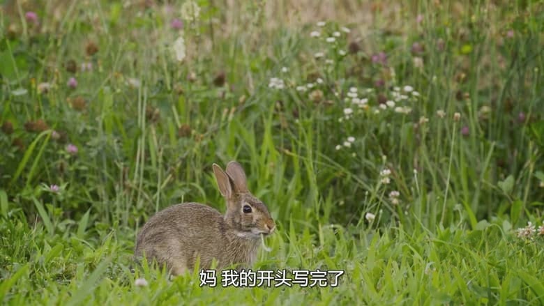 美国纪录片《后院风光 Backyard Wilderness 2018》英语外挂多国字幕 无水印纯净版 1080P/MP4/813M 后院四季插图8