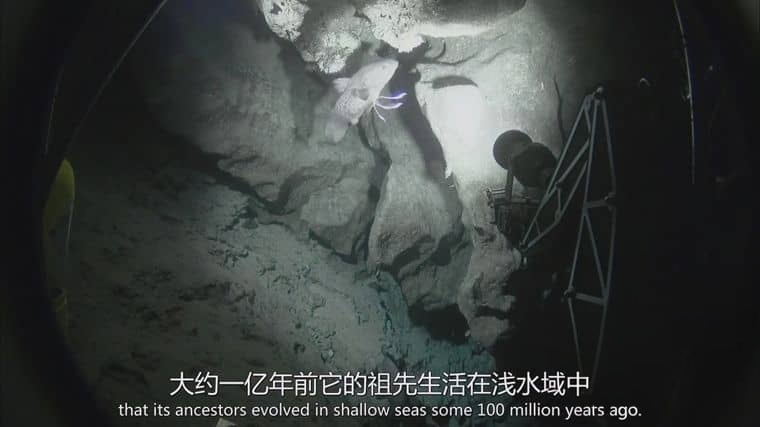 国家地理《失落的太平洋大陆 Lost Continent of the Pacific 2011》英语中英双字 1080P/MP4/1.04G 新几内亚岛插图7 国家地理《失落的太平洋大陆 Lost Continent of the Pacific 2011》英语中英双字 1080P/MP4/1.04G 新几内亚岛插图7