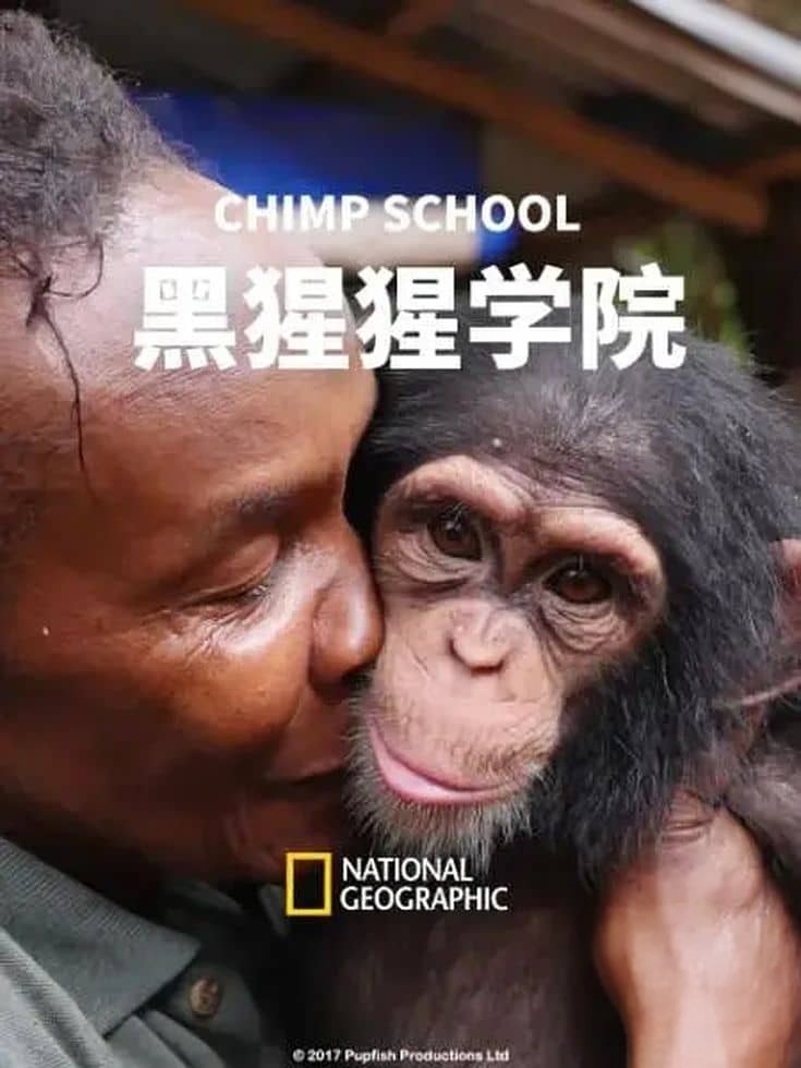 国家地理《黑猩猩学院 Chimp School 2016》英语中英双字 1080P/MP4/1.9G 塞拉利昂黑猩猩插图