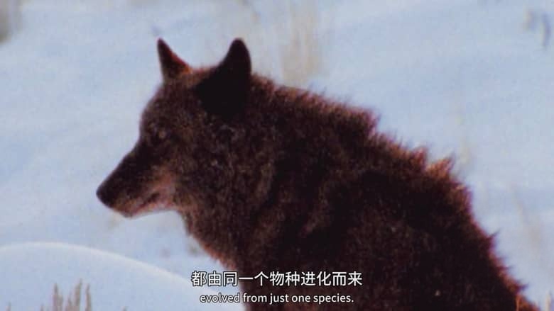 国家地理《狗狗体型之谜 How Dogs Got Their Shapes 2016》英语中英双字 1080P/MP4/1.89G 狗狗插图1 国家地理《狗狗体型之谜 How Dogs Got Their Shapes 2016》英语中英双字 1080P/MP4/1.89G 狗狗插图1
