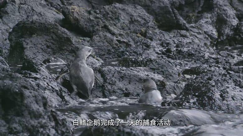 新西兰纪录片《探秘企鹅王国 Penguin Central 2019》国语中字 无水印纯净版 4K超清/2160P/MKV/1.1G 新西兰企鹅王国插图4
