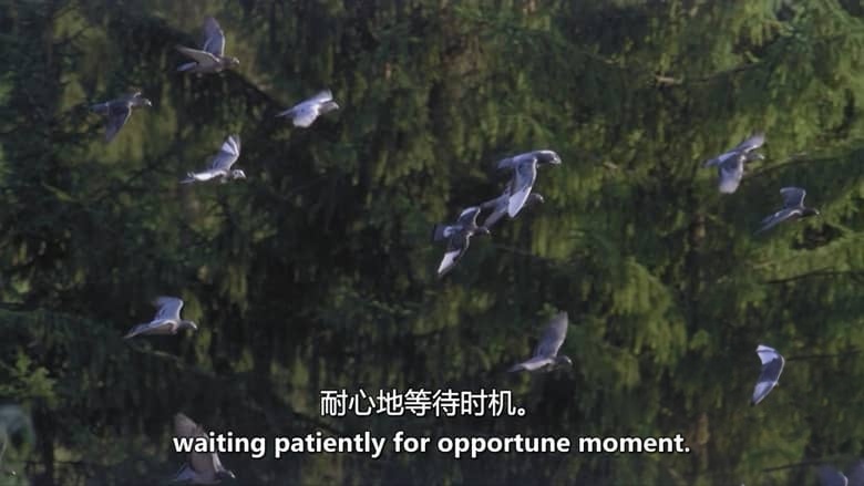 德国纪录片《山中之王:金雕 King of the Mountains:Golden Eagle 2015》英语中英双字 无水印纯净版 1080P/MKV/3.34G 金雕插图5 德国纪录片《山中之王:金雕 King of the Mountains:Golden Eagle 2015》英语中英双字 无水印纯净版 1080P/MKV/3.34G 金雕插图5