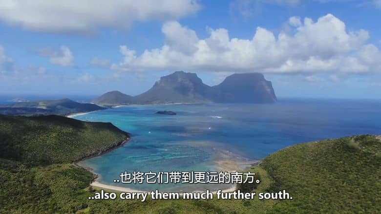 Sky纪录片《珊瑚之城 Coral City 2025》全4集 英语中英双字 无水印纯净版 1080P/MKV/11.2G 珊瑚城插图1 Sky纪录片《珊瑚之城 Coral City 2025》全4集 英语中英双字 无水印纯净版 1080P/MKV/11.2G 珊瑚城插图1
