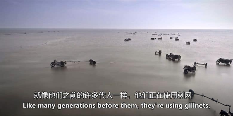 美国纪录片《濒危远古大鱼 Saving the Dinosaur Fish 2020》英语中英双字 无水印纯净版 1080P/MKV/2.94G 濒危鲟鱼插图5 美国纪录片《濒危远古大鱼 Saving the Dinosaur Fish 2020》英语中英双字 无水印纯净版 1080P/MKV/2.94G 濒危鲟鱼插图5