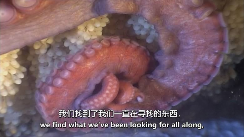 美国纪录片《巨人的领域：神秘的头足类动物 In the Realm of the Giants: Mysterious Cephalopods 2013》英语中英双字 无水印纯净版 1080P/MKV/3.17G 头足类动物插图5