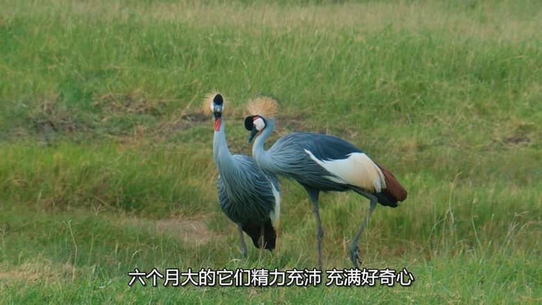国家地理《非洲原野育成记 Born In Africa 2018》全3集 多国语言多国字幕 无水印纯净版 720P/MKV/7.59G 动物幼崽育成插图5 国家地理《非洲原野育成记 Born In Africa 2018》全3集 多国语言多国字幕 无水印纯净版 720P/MKV/7.59G 动物幼崽育成插图5