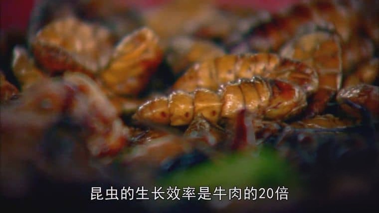 BBC纪录片《吃昆虫能拯救世界吗？Can Eating Insects Save the World? 2013》英语中字 1080P/MP4/986M 粮食危机插图5