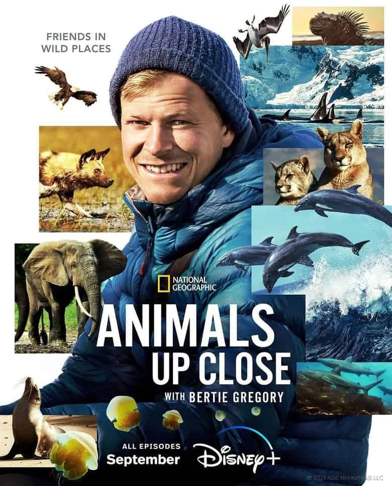 国家地理纪录片《贝尔蒂·格雷戈里：与动物零距离 Animals Up Close with Bertie Gregory 2023》第一季全6集 英语中英双字 4K超清/2160P/MKV/33.8G 动物零距离插图