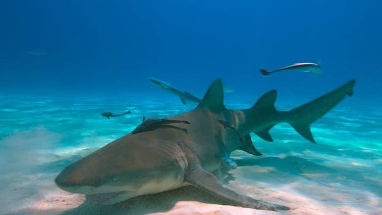 美国纪录片《最后的珊瑚礁 The Last Reef: Cities Beneath the Sea 2012》英语中英双字 4K蓝光原盘收藏版 4K超清/2160P/MP4/18.6G 消失的海底之城插图5