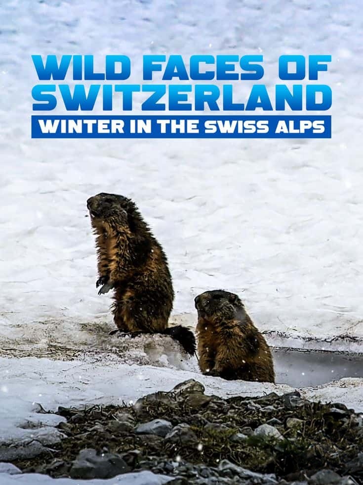 瑞士纪录片《瑞士的野生面貌 Wild Faces of Switzerland 2017》第一季全4集 英语中英双字 无水印纯净版 1080P/MKV/20.4G 野性瑞士插图
