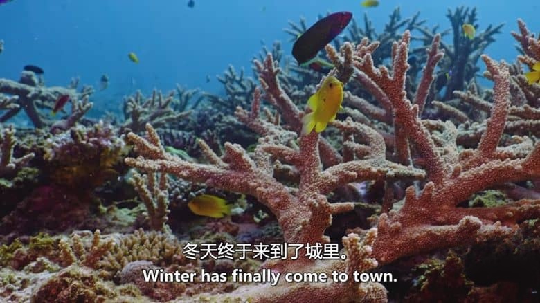 Sky纪录片《珊瑚之城 Coral City 2025》全4集 英语中英双字 无水印纯净版 1080P/MKV/11.2G 珊瑚城插图4 Sky纪录片《珊瑚之城 Coral City 2025》全4集 英语中英双字 无水印纯净版 1080P/MKV/11.2G 珊瑚城插图4