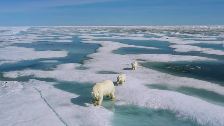 国家地理《北极熊王国 Kingdom of the Polar Bears 2021》全2集 多国语言多国字幕 无水印纯净版 720P/MKV/3.5G 北极熊插图3 国家地理《北极熊王国 Kingdom of the Polar Bears 2021》全2集 多国语言多国字幕 无水印纯净版 720P/MKV/3.5G 北极熊插图3