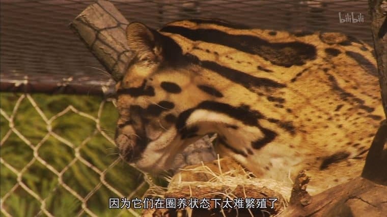 史密森尼频道《自然界的媒人 Nature’s Matchmaker 2011》英语中英双字 1080P/MP4/1.28G 人工繁殖插图2 史密森尼频道《自然界的媒人 Nature’s Matchmaker 2011》英语中英双字 1080P/MP4/1.28G 人工繁殖插图2