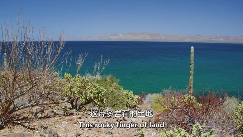 美国纪录片《狂野太平洋 The Wild Pacific 2016》英语中英双字 无水印纯净版 1080P/MKV/4.81G 太平洋生态插图6