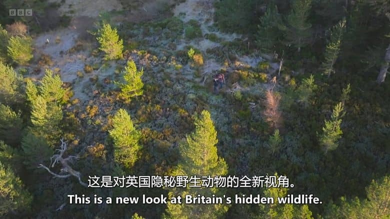 BBC纪录片《隐秘野性群岛 Hamza’s Hidden Wild Isles 2025》全4集 英语中英双字 无水印纯净版 1080P/MKV/8.85G 英国鲜为人知的岛屿插图4 BBC纪录片《隐秘野性群岛 Hamza’s Hidden Wild Isles 2025》全4集 英语中英双字 无水印纯净版 1080P/MKV/8.85G 英国鲜为人知的岛屿插图4