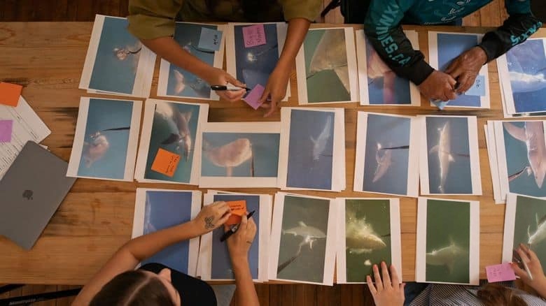 国家地理《北境狂鲨 Sharks of the North 2025》英语中英双字 无水印纯净版 1080P/MKV/2.25G 极北之鲨插图6
