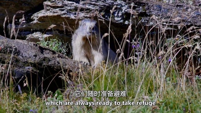 意大利纪录片《野性意大利:顶级掠食者 Wild Italy:Top Predators 2014》第一季全6集 英语中英双字 无水印纯净版 1080P/MKV/16.3G 野性意大利插图2 意大利纪录片《野性意大利:顶级掠食者 Wild Italy:Top Predators 2014》第一季全6集 英语中英双字 无水印纯净版 1080P/MKV/16.3G 野性意大利插图2