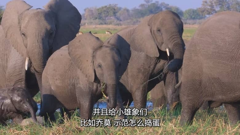 迪士尼纪录片《万象之家 Elephant 2020》多国语言多国字幕 无水印纯净版 720P/MKV/8.14G 大象迁徙插图2 迪士尼纪录片《万象之家 Elephant 2020》多国语言多国字幕 无水印纯净版 720P/MKV/8.14G 大象迁徙插图2