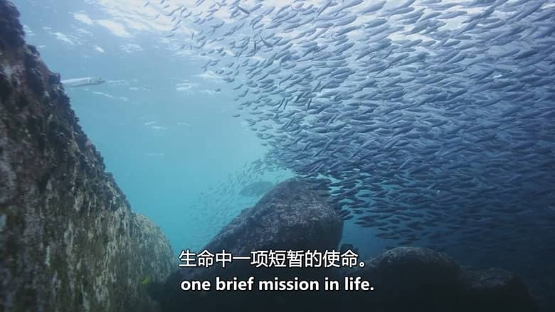 美国纪录片《狂野太平洋 The Wild Pacific 2016》英语中英双字 无水印纯净版 1080P/MKV/4.81G 太平洋生态插图7