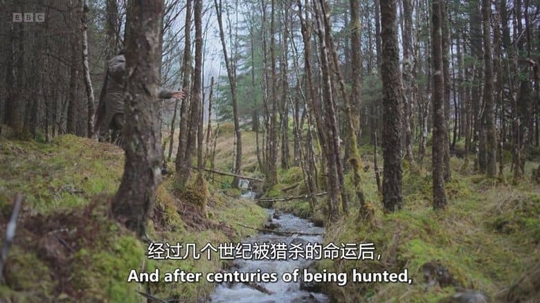 BBC纪录片《隐秘野性群岛 Hamza’s Hidden Wild Isles 2025》全4集 英语中英双字 无水印纯净版 1080P/MKV/8.85G 英国鲜为人知的岛屿插图5 BBC纪录片《隐秘野性群岛 Hamza’s Hidden Wild Isles 2025》全4集 英语中英双字 无水印纯净版 1080P/MKV/8.85G 英国鲜为人知的岛屿插图5