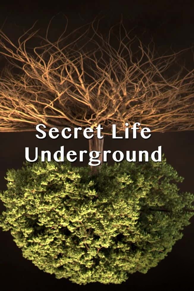 美国纪录片《地下的隐秘生命 Secret Life Underground 2014》全2集 英语中英双字 无水印纯净版 1080P/MKV/7.11G 地下生物插图