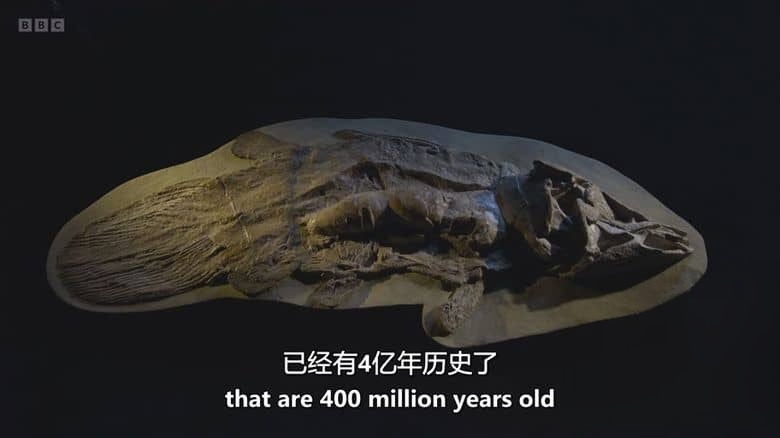 BBC纪录片《深海秘境:腔棘鱼王国 Kingdom of the Coelacanth 2025》英语中英双字 无水印纯净版 1080P/MKV/1G 深海秘境插图5 BBC纪录片《深海秘境:腔棘鱼王国 Kingdom of the Coelacanth 2025》英语中英双字 无水印纯净版 1080P/MKV/1G 深海秘境插图5