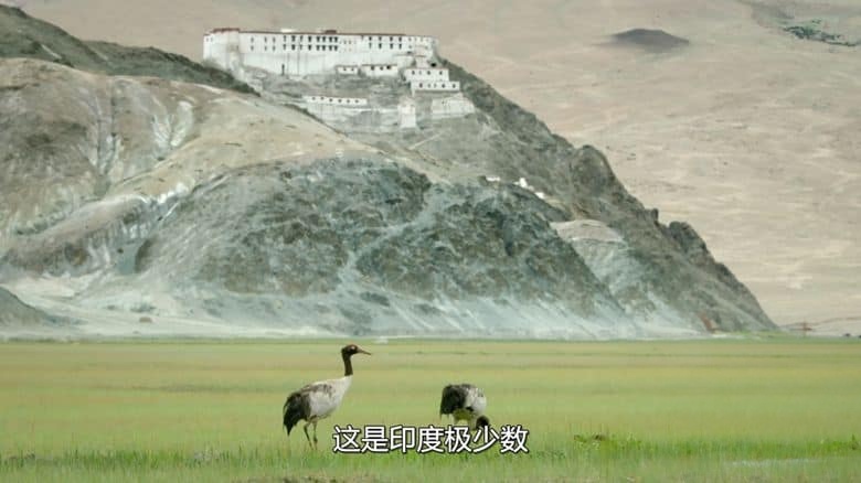 国家地理《印度狂野大猫 Wild Cats of India 2020》全2集 英语多国字幕 无水印纯净版 1080P/MKV/5.4G 印度猫科动物插图1 国家地理《印度狂野大猫 Wild Cats of India 2020》全2集 英语多国字幕 无水印纯净版 1080P/MKV/5.4G 印度猫科动物插图1