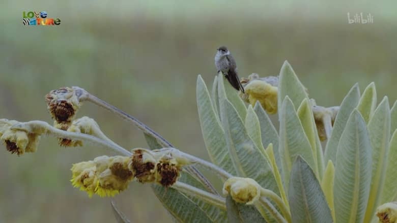 史密森尼频道《走进野外:哥伦比亚 Into the Wild: Colombia 2018》第一季全5集 英语中英双字 1080P/MP4/3.33G 动物的故事插图5 史密森尼频道《走进野外:哥伦比亚 Into the Wild: Colombia 2018》第一季全5集 英语中英双字 1080P/MP4/3.33G 动物的故事插图5