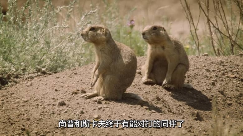 国家地理《土拨鼠大宅门 Prairie Dog Manor 2019》全12集 多国语言多国字幕 无水印纯净版 720P/MKV/14.4G 土拨鼠插图2