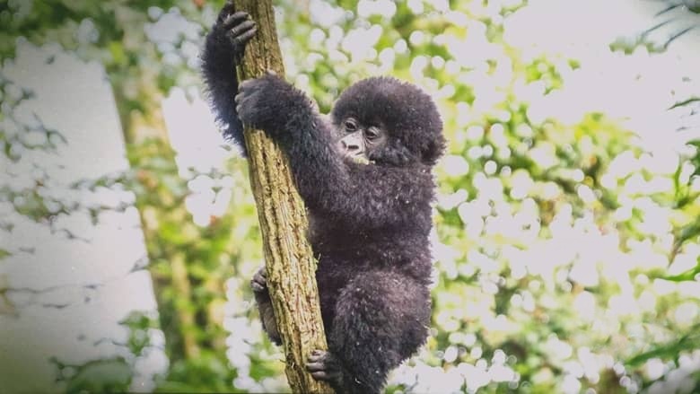 英国纪录片《逃离灭绝 Escape from Extinction 2020》英语中英双字 无水印纯净版 1080P/MKV/1.42G 濒危动物插图1 英国纪录片《逃离灭绝 Escape from Extinction 2020》英语中英双字 无水印纯净版 1080P/MKV/1.42G 濒危动物插图1
