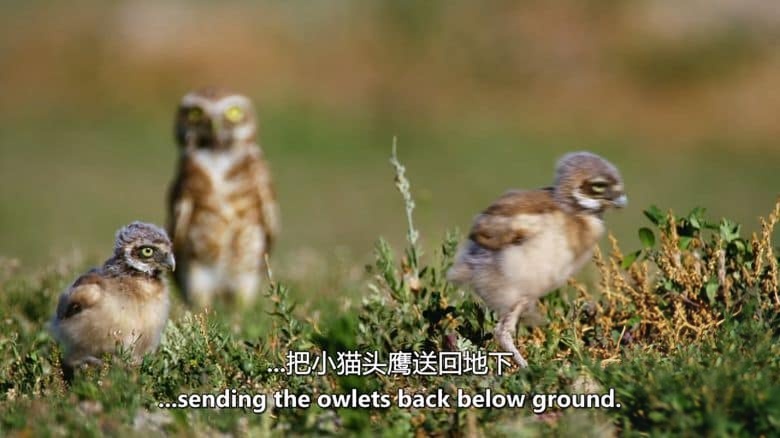 PBS纪录片《大自然的魔法之旅 Raptors – A Fistful of Daggers 2024》全2集 英语中英双字 无水印纯净版 1080P/MKV/6.31G 猛禽插图4