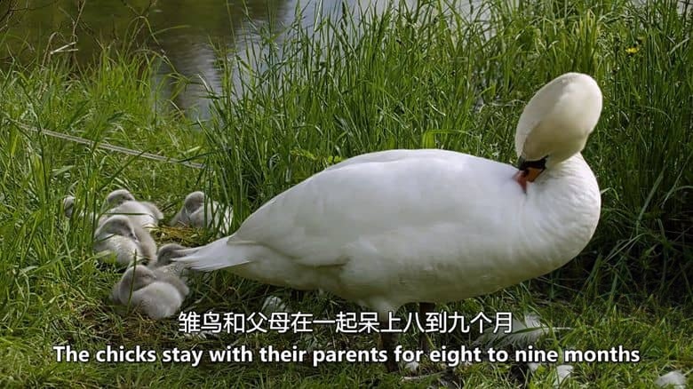 瑞士纪录片《瑞士的野生面貌 Wild Faces of Switzerland 2017》第一季全4集 英语中英双字 无水印纯净版 1080P/MKV/20.4G 野性瑞士插图4