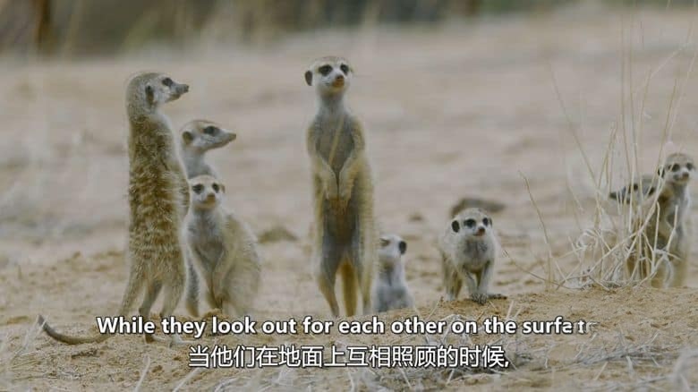 史密森尼频道《野性标志 Wildlife Icons 2015》全8集 英语中英双字 无水印纯净版 1080P/MKV/12.1G 非凡的野生动物插图2 史密森尼频道《野性标志 Wildlife Icons 2015》全8集 英语中英双字 无水印纯净版 1080P/MKV/12.1G 非凡的野生动物插图2