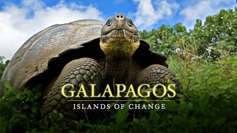 BBC纪录片《自然世界:加拉帕戈斯群岛的变化 Natural World: Galapagos – Islands Of Change 2015》英语中英双字 1080P/MP4/932M 加拉帕戈斯群岛插图1 BBC纪录片《自然世界:加拉帕戈斯群岛的变化 Natural World: Galapagos – Islands Of Change 2015》英语中英双字 1080P/MP4/932M 加拉帕戈斯群岛插图1