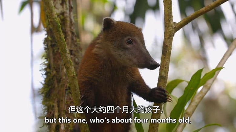 Curiosity纪录片《厄瓜多尔:狂野的一面 Ecuador: On the Wild Side 2024》全2集 英语中英双字 无水印纯净版 1080P/MKV/9.17G 原生态厄瓜多尔插图4 Curiosity纪录片《厄瓜多尔:狂野的一面 Ecuador: On the Wild Side 2024》全2集 英语中英双字 无水印纯净版 1080P/MKV/9.17G 原生态厄瓜多尔插图4