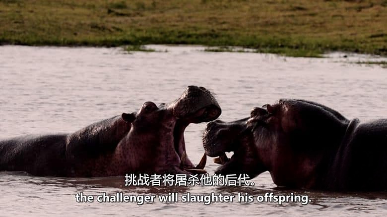 国家地理《卡塔维 – 非洲的堕落天堂 Katavi – Africa’s Fallen Paradise 2024》全3集 英语中英双字 无水印纯净版 1080P/MKV/12.3G插图2