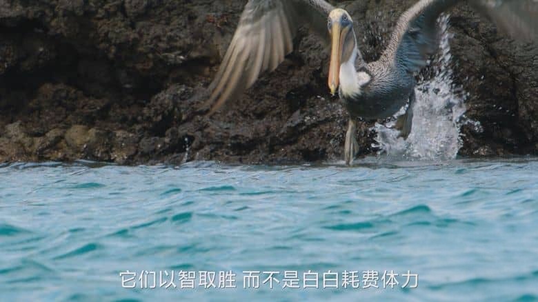 国家地理《企鹅秘境 Secrets of the Penguins 2025》全3集 英语中英双字 无水印纯净版 1080P/MKV/17.6G 企鹅之谜插图3 国家地理《企鹅秘境 Secrets of the Penguins 2025》全3集 英语中英双字 无水印纯净版 1080P/MKV/17.6G 企鹅之谜插图3