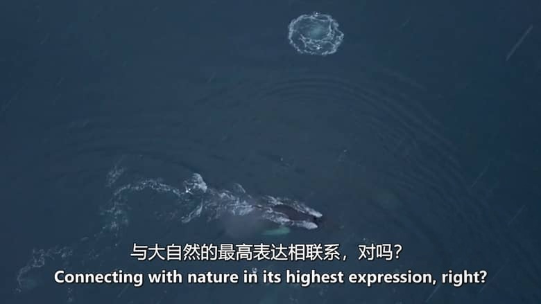 西班牙纪录片《避难所 Santuario 2019》西语无字 无水印纯净版 1080P/MKV/1.23G 南极海洋保护插图3 西班牙纪录片《避难所 Santuario 2019》西语无字 无水印纯净版 1080P/MKV/1.23G 南极海洋保护插图3