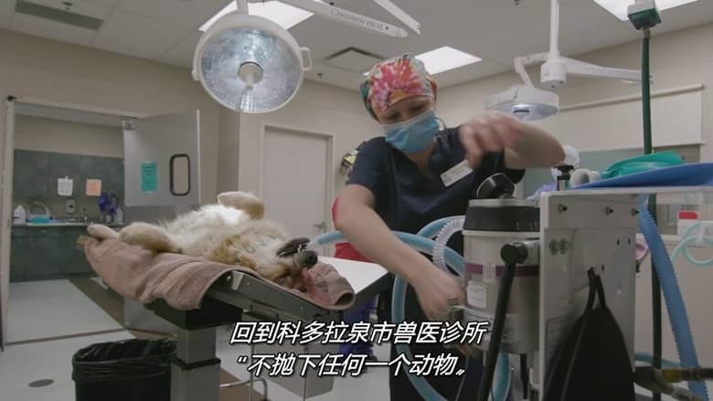国家地理《落矶山动物救援行动 Rocky Mountain Animal Rescue 2018》全6集 多国语言多国字幕 无水印纯净版 720P/MKV/11G 动物救援插图3