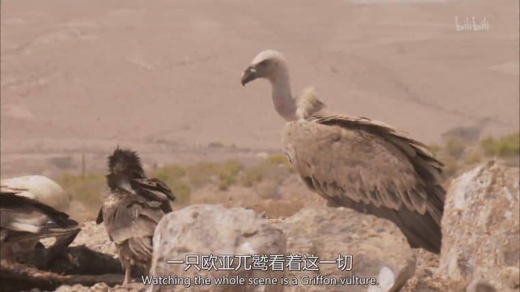 美国纪录片《沙漠生存者:阿拉伯狼 Desert Survivors: The Arabian Wolf 2016》英语中英双字 1080P/MP4/1.31G 阿拉伯狼插图3 美国纪录片《沙漠生存者:阿拉伯狼 Desert Survivors: The Arabian Wolf 2016》英语中英双字 1080P/MP4/1.31G 阿拉伯狼插图3