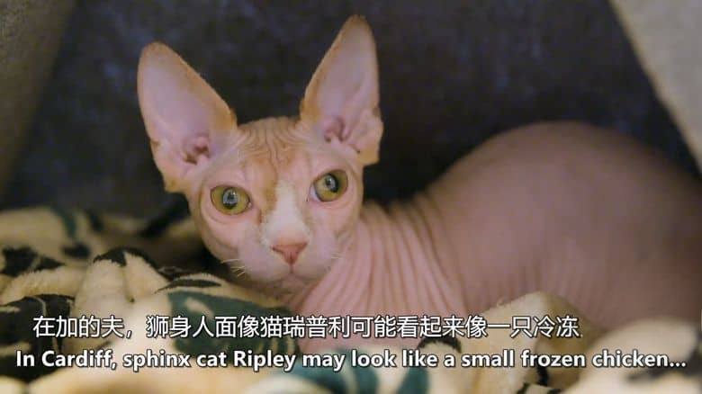 英国纪录片《神经质猫咪 2：疯猫来袭 Psycho Pussies 2: Mad Cat Attacks 2020》英语中英双字 无水印纯净版 1080P/MKV/1.92G 神经质猫咪插图3