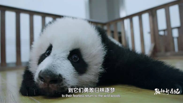 国产纪录片《熊猫奇遇记 2024》全6集 英语中英双字 4K超清/2160P/MP4/11G 大熊猫的诞生与成长插图1
