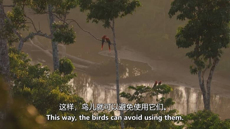 美国纪录片《疯狂的生物 Crazy Creatures 2018》英语中英双字 无水印纯净版 1080P/MKV/4.18G 生物伪装术插图5