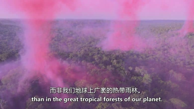 PBS纪录片《自然界的未来 The Future of Nature 2025》全4集 英语中英双字 无水印纯净版 1080P/MKV/4.84G 生态平衡插图3