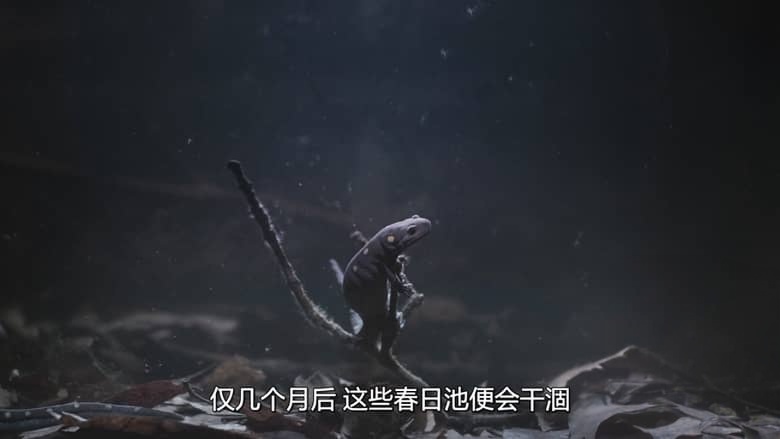 美国纪录片《后院风光 Backyard Wilderness 2018》英语外挂多国字幕 无水印纯净版 1080P/MP4/813M 后院四季插图5