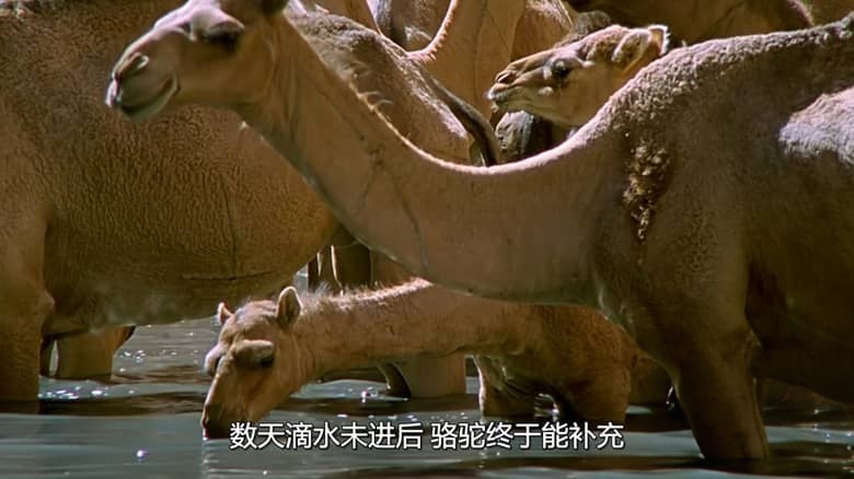 国家地理《非洲隐密珍宝 Africa’s Hidden Wonders 2020》全3集 英语多国字幕 无水印纯净版 1080P/MKV/7.36G 非洲野生生态插图4