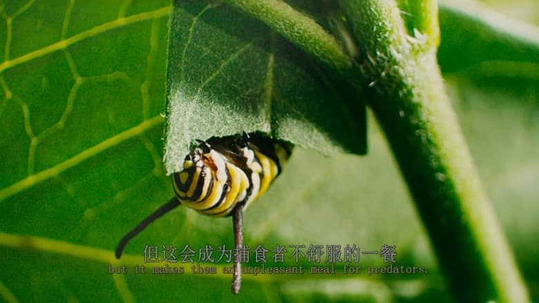 英国纪录片《帝王蝶的迁徙 Flight of the Butterflies 2012》英语中英双字 无水印纯净收藏版 4K蓝光原盘/2160P/MKV/18.3G 生物大迁徙插图3